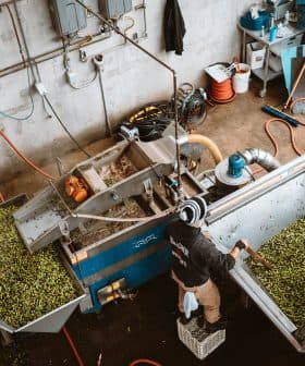 Worker operating olive processing machinery with olives being sorted and processed. - Olive Oil Times