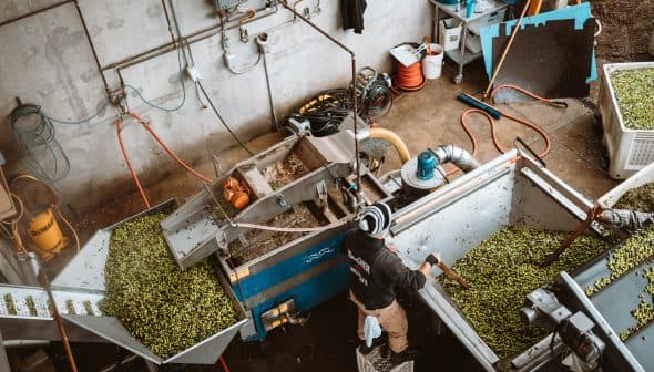 Worker operating olive processing machinery with olives being sorted and processed. - Olive Oil Times
