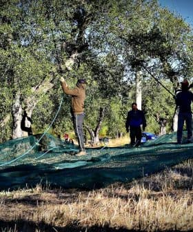 Workers using nets to harvest olives from trees in an olive grove during the harvest season. - Olive Oil Times