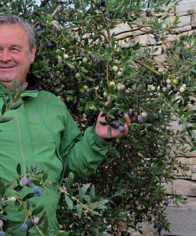 Man in a green jacket standing among olive branches with olives in hand. - Olive Oil Times