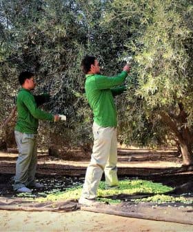 Four workers in green shirts harvesting olives from trees in an olive grove. - Olive Oil Times