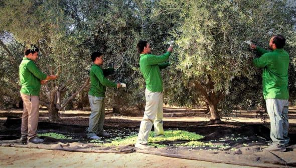Four workers in green shirts harvesting olives from trees in an olive grove. - Olive Oil Times