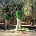 Four workers in green shirts harvesting olives from trees in an olive grove. - Olive Oil Times