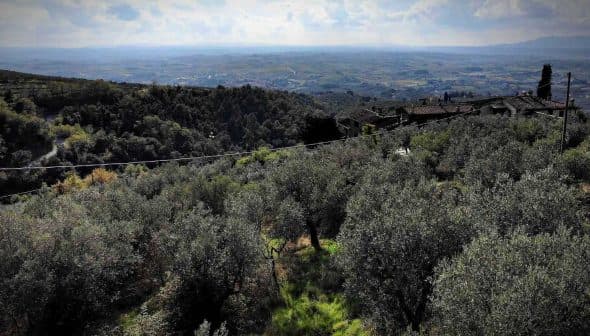 A panoramic view of an olive grove with rolling hills in the background under a cloudy sky. - Olive Oil Times
