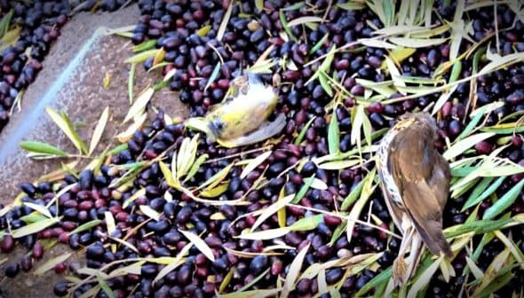 Two birds resting on a bed of freshly harvested olives and leaves. - Olive Oil Times