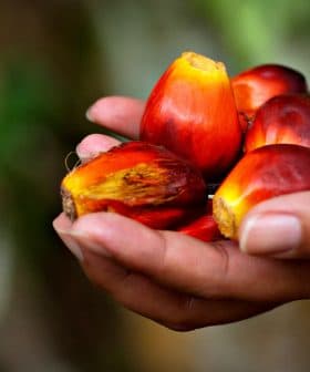 A hand holding several fresh palm oil fruits with a reddish hue and smooth texture. - Olive Oil Times
