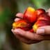 A hand holding several fresh palm oil fruits with a reddish hue and smooth texture. - Olive Oil Times