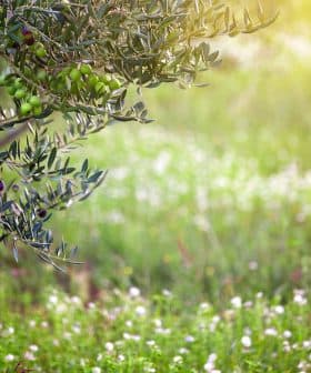 Branch of an olive tree featuring green olives against a blurred background of grass and flowers. - Olive Oil Times