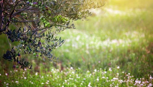 Branch of an olive tree featuring green olives against a blurred background of grass and flowers. - Olive Oil Times