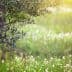 Branch of an olive tree featuring green olives against a blurred background of grass and flowers. - Olive Oil Times