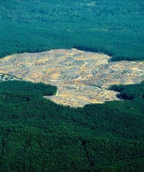 Aerial view of cleared agricultural land surrounded by dense green forest. - Olive Oil Times