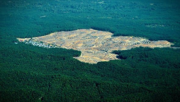 Aerial view of cleared agricultural land surrounded by dense green forest. - Olive Oil Times