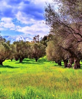 A grove of olive trees with green grass and a cloudy sky in the background. - Olive Oil Times
