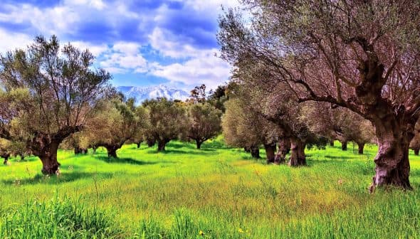 A grove of olive trees with green grass and a cloudy sky in the background. - Olive Oil Times