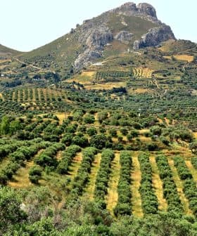 Expansive olive grove with neatly arranged trees and a mountain in the background. - Olive Oil Times