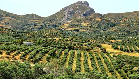 Expansive olive grove with neatly arranged trees and a mountain in the background. - Olive Oil Times