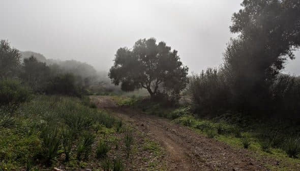 A solitary tree beside a dirt path surrounded by fog and greenery. - Olive Oil Times