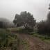 A solitary tree beside a dirt path surrounded by fog and greenery. - Olive Oil Times