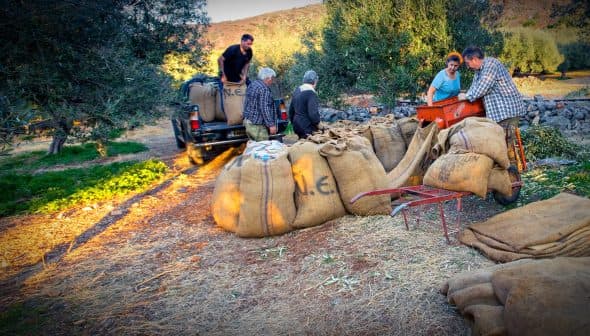 Workers loading large burlap sacks of olives onto a truck during the harvesting process. - Olive Oil Times