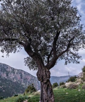 An olive tree with a twisted trunk situated in a mountainous area with rocky terrain. - Olive Oil Times