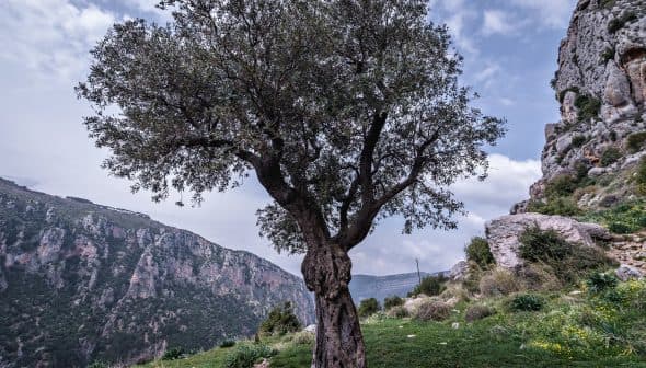 An olive tree with a twisted trunk situated in a mountainous area with rocky terrain. - Olive Oil Times