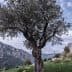 An olive tree with a twisted trunk situated in a mountainous area with rocky terrain. - Olive Oil Times