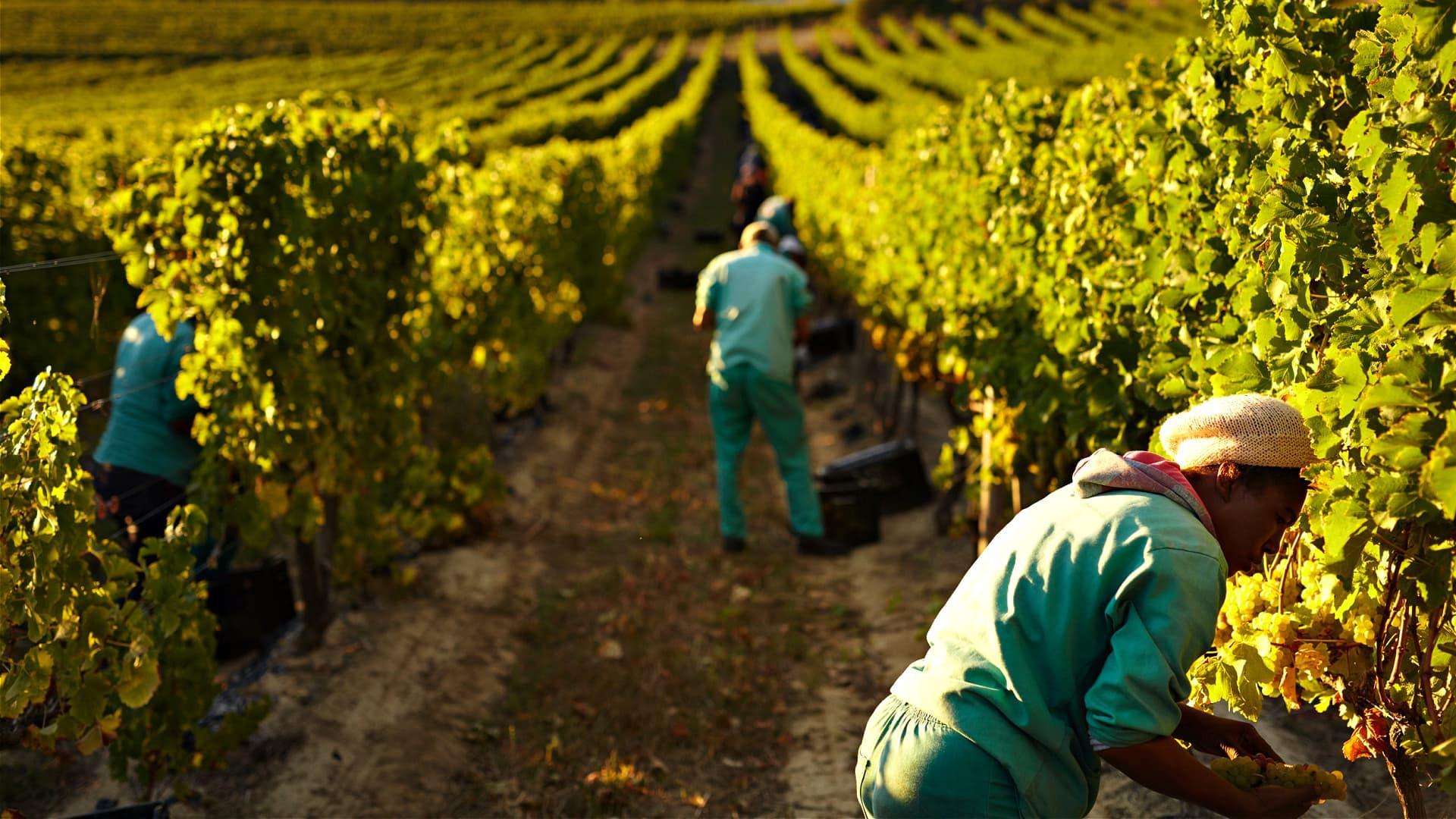 Workers harvesting grapes in a vineyard with rows of grapevines in the background. - Olive Oil Times