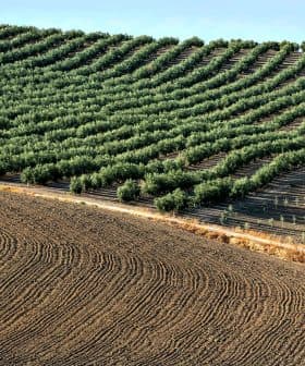 Rows of olive trees planted on a sloped field with tilled soil in the foreground. - Olive Oil Times