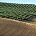 Rows of olive trees planted on a sloped field with tilled soil in the foreground. - Olive Oil Times