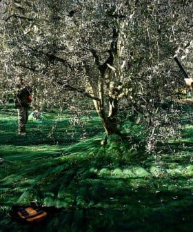 Three individuals harvesting olives from trees using handheld tools in an olive grove. - Olive Oil Times