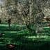Three individuals harvesting olives from trees using handheld tools in an olive grove. - Olive Oil Times