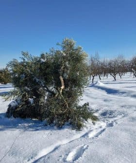 An olive tree partially covered in snow in a snowy field with other trees in the background. - Olive Oil Times