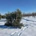 An olive tree partially covered in snow in a snowy field with other trees in the background. - Olive Oil Times