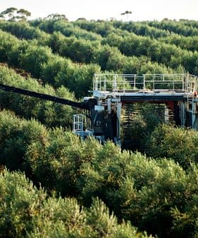 Olive harvesting machine operating in a lush olive grove with rows of olive trees. - Olive Oil Times