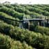 Olive harvesting machine operating in a lush olive grove with rows of olive trees. - Olive Oil Times