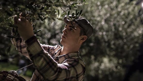 Young man in a cap picking olives from a tree during nighttime. - Olive Oil Times