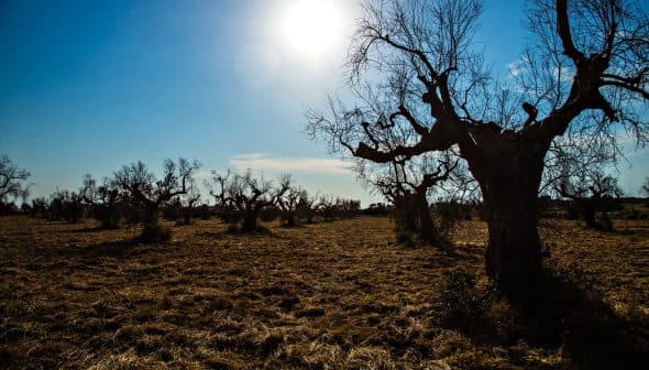 A landscape featuring several olive trees with bare branches under a clear blue sky and bright sun. - Olive Oil Times
