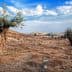 Two olive trees in a dry landscape with a distant view of buildings and clouds. - Olive Oil Times