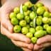 A pair of hands holding a collection of green olives with leaves. - Olive Oil Times