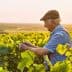 Elderly man wearing a cap and blue shirt tending to grapevines in a vineyard during sunset. - Olive Oil Times