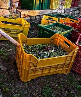 Various colored baskets filled with freshly harvested olives near a stone structure. - Olive Oil Times