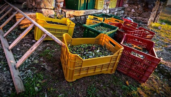 Various colored baskets filled with freshly harvested olives near a stone structure. - Olive Oil Times