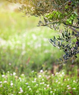 Olive tree branch with green olives and blurred background of grass and flowers. - Olive Oil Times