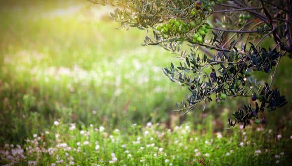 Olive tree branch with green olives and blurred background of grass and flowers. - Olive Oil Times