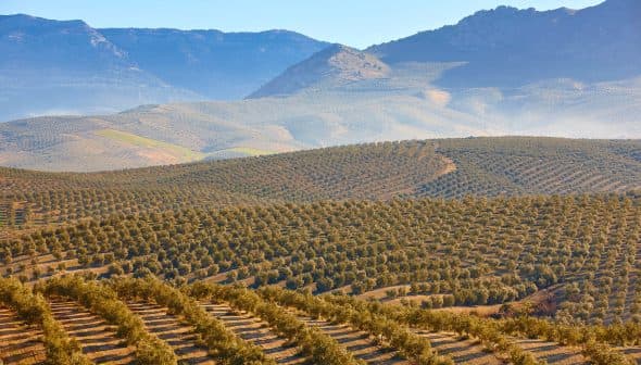 Expansive olive grove with rows of olive trees set against mountainous terrain. - Olive Oil Times
