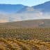 Expansive olive grove with rows of olive trees set against mountainous terrain. - Olive Oil Times