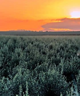 Olive trees in a field under a sunset sky with orange and yellow hues. - Olive Oil Times