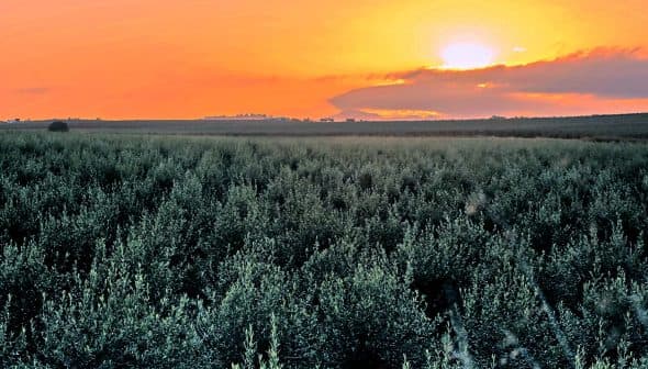 Olive trees in a field under a sunset sky with orange and yellow hues. - Olive Oil Times