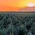Olive trees in a field under a sunset sky with orange and yellow hues. - Olive Oil Times