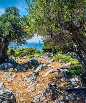 Two olive trees growing amidst rocky terrain with a view of the sea in the background. - Olive Oil Times
